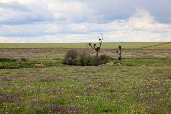 Bekende boom met Ooievaars